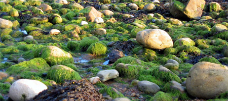 Des algues vertes déciment des sangliers