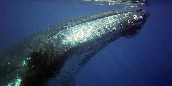 Un pêcheur de homard avalé et recraché par une baleine
