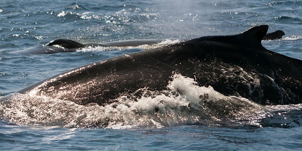 Des baleines à New York après un siècle d'absence