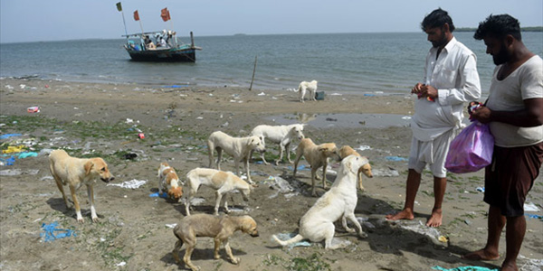 Buddo, l'île-refuge pour chiens mal-aimés