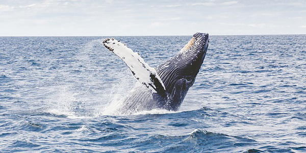 Le Japon décide de rouvrir la chasse aux baleines 