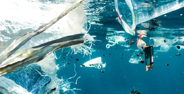 Le continent de plastique développe son propre écosystème et ce n'est pas positif 