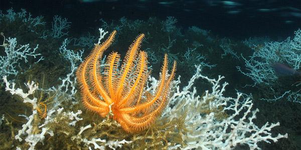 Un récif corallien découvert au Groenland 