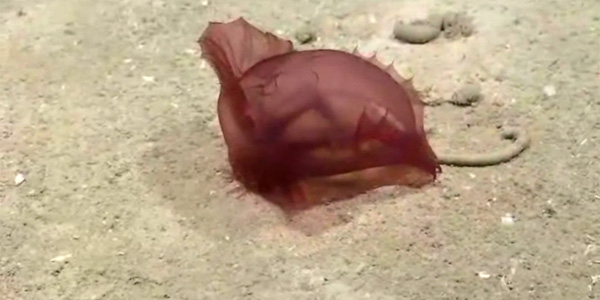 Un poulet sans tête filmé dans le golfe du Mexique