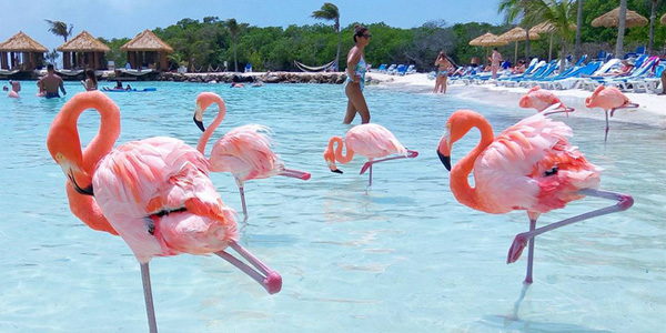 L'île où l'on se baigne avec des flamants roses