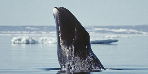 Le secret de longévité des baleines bientôt découvert ?