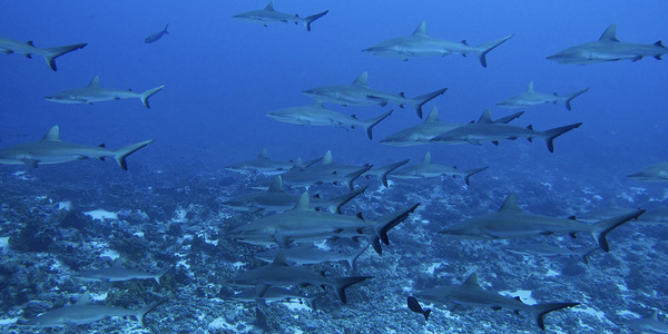 Fakarava : un mur de requins en Polynésie