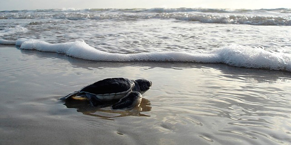 Au Brésil, des bébés tortues profitent des plages désertées
