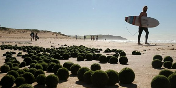 Des œufs très bizarres sur une plage australienne