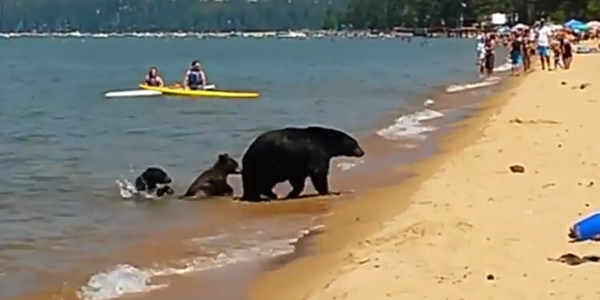 Une famille d'ours prend un bain sur une plage californienne