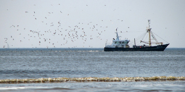 Pêche électrique : les Pays-Bas traînés devant les tribunaux