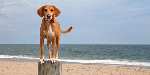 Les chiens auront leur propre plage à Barcelone