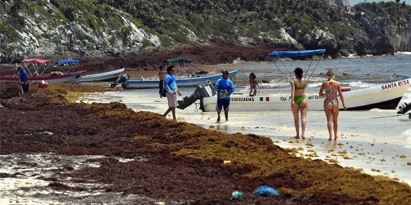 Les plages mexicaines sérieusement menacées par la sargasse