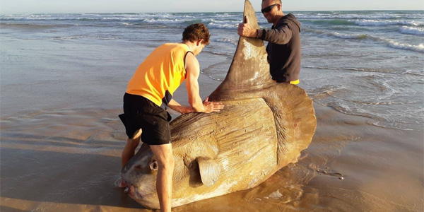 Un poisson-lune géant retrouvé sur une plage australienne
