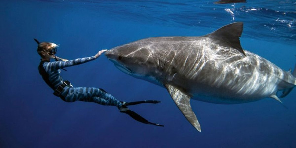 Elle nage avec des squales pour contrer le mythe du requin-tueur