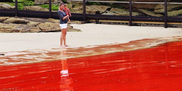 Australie : des algues rouges colorent l'eau des plages