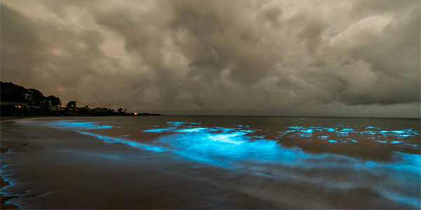 Une incroyable plage luminescente en Tasmanie