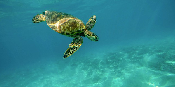 Six tortues remises à la mer sur l'île de Ré