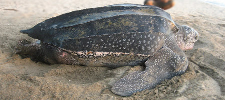 Des tortues luth sur les côtes françaises
