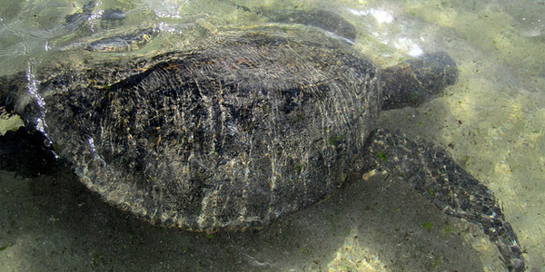 Une tortue des Caraïbes débarque en Camargue