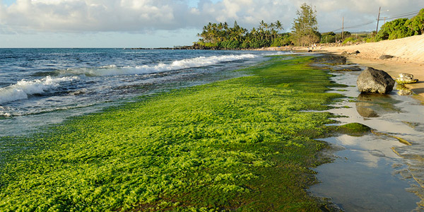 Ces algues qui pullulent sur nos plages