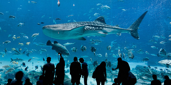 Les plus impressionnants aquariums du monde