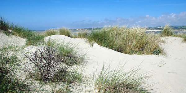 Ces herbes méconnues qui protègent les dunes