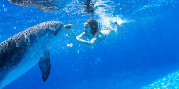 Où peut-on nager avec des dauphins ?