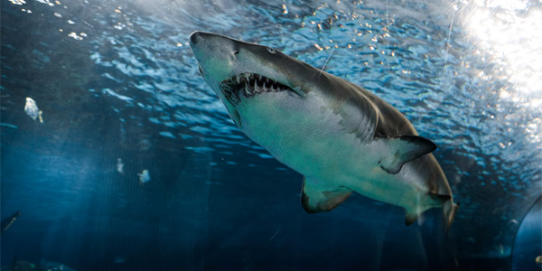 Nukumi, l'énorme requin blanc qui a presque traversé l'Atlantique
