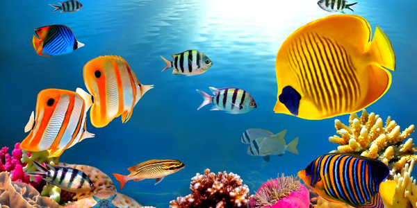 Pourquoi les poissons sont-ils de plus en plus colorés ?