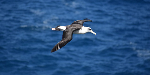 Lutte contre la pêche illégale : l'albatros à la rescousse !