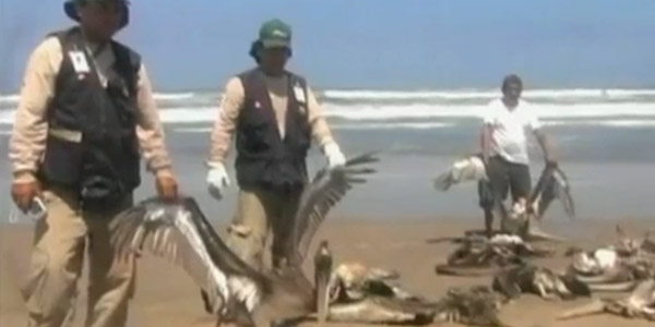 Alerte sanitaire sur les plages du Pérou