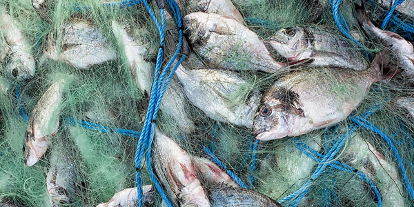Paul Allen investit des millions contre la pêche illégale
