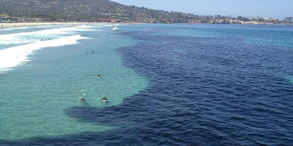 Californie : l'océan noirci par un banc d'anchois