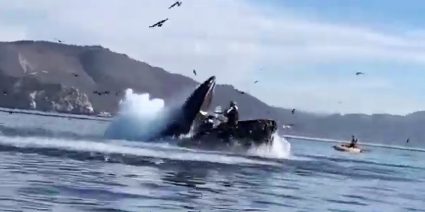 Deux kayakeuses englouties puis relâchées par une baleine