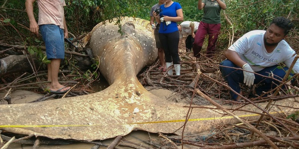 Une baleine morte s'échoue... dans la forêt amazonienne !