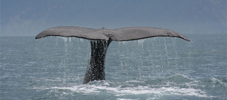 Des baleines échouées en Afrique