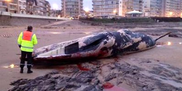 Une baleine s'échoue sur la plage des Sables d'Olonne
