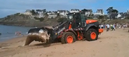 Une baleine à Saint-Malo