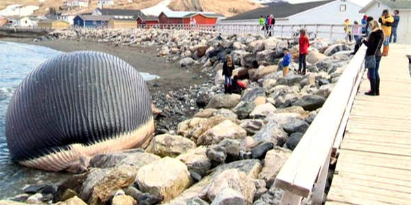 Une baleine menace d'exploser sur une plage canadienne