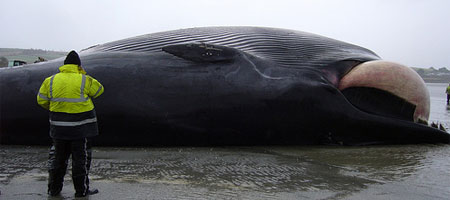 Une baleine sur une plage bretonne
