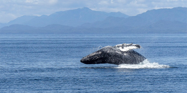 La population de baleines est rétablie dans l'Atlantique