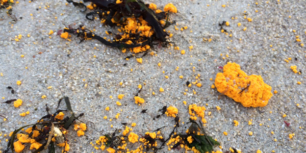 Une curieuse matière jaune s'épand sur les plages du Finistère