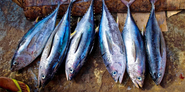 Les supermarchés ne veulent plus du thon pêché dans l'océan Indien