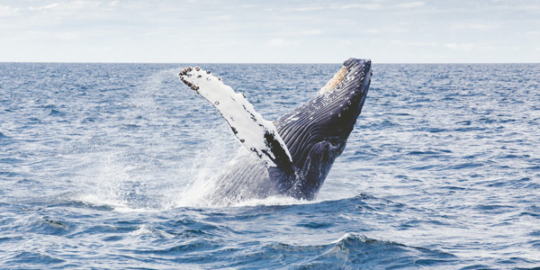 La chasse à la baleine bientôt interdite en Islande