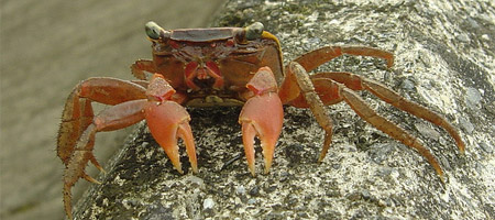 Taïwan : priorité aux crabes