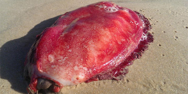 Une étrange créature sur une plage australienne