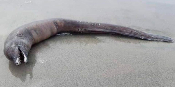 Une créature inconnue s'échoue sur une plage mexicaine