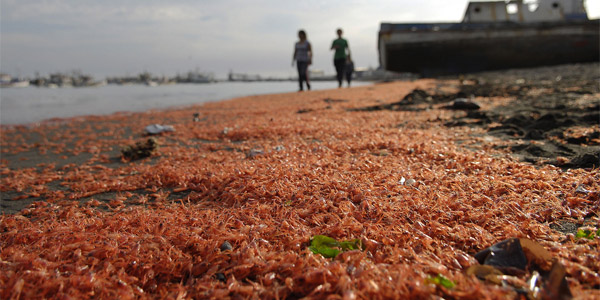 Une plage chilienne envahie par les crevettes