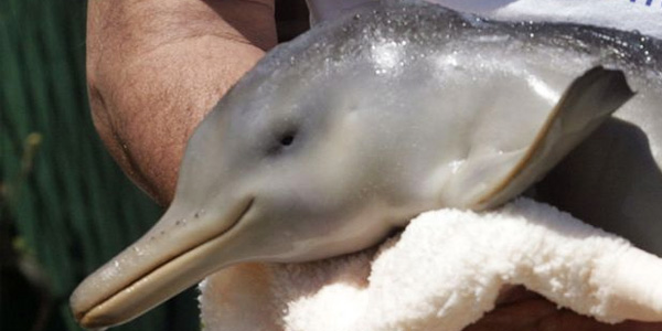 Argentine : un dauphin victime de selfies